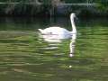 Neckar_25